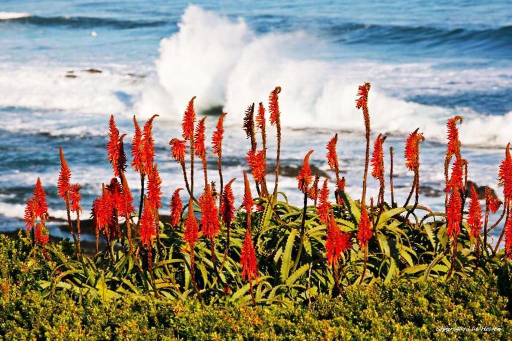 Belle Vue Guesthouse Hermanus Buitenkant foto